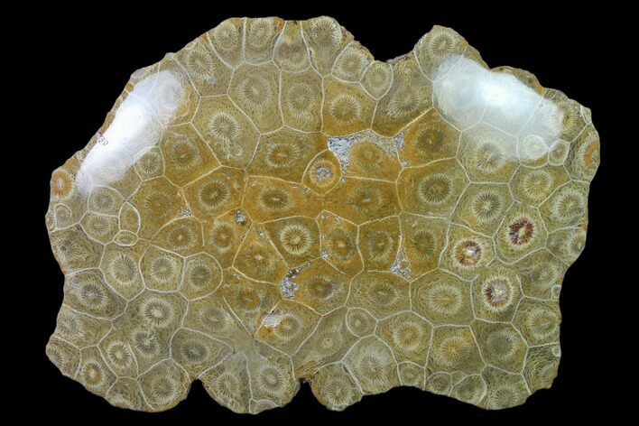 Polished Fossil Coral (Actinocyathus) - Morocco #136293